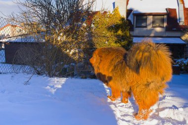 Açık bir kış gökyüzünün altında parlayan kırmızı Tibet Mastiff 'i karla kaplı bir bahçede güvenli adımlarla ilerliyor. Onun gür, canlı kürkü ve görkemli yürüyüşü kış gücünün özünü yakalar..
