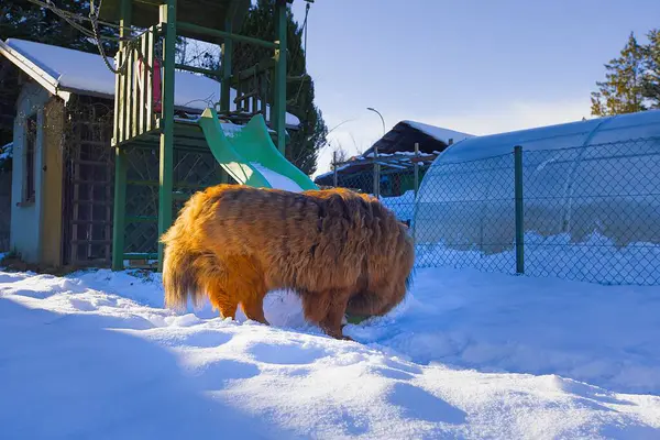 Taze karla kaplanmış evcil bir bahçede, kırmızı Tibetli bir Mastiff açık, güneşli bir gökyüzünün altında gururla homurdanıyor. Kalın, canlı paltosu ve asil havası kışın zarafetini simgeliyor..