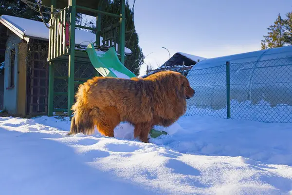 Parlak kış ışığı altında yakalanan görkemli kırmızı Tibet Mastiff, taze karla kaplı bir bahçede zarifçe yürüyor. Köpeğin gür, ateşli paltosu ve muhteşem adımları göz kamaştırıcı bir sahne yaratıyor..