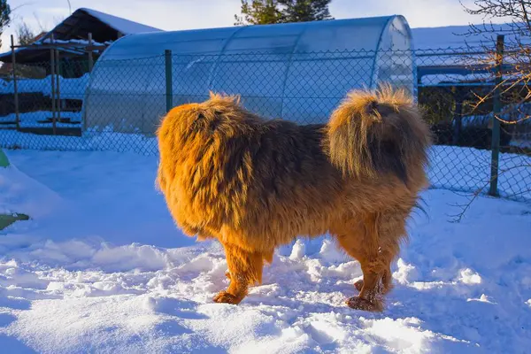 Huzurlu bir kış bahçesinde, kırmızı Tibet Mastiff zengin, ateşli bir ceketle asil bir duruşla yürüyor. Taze kar ve parlak güneş ışığı bu zarif sahnede çarpıcı bir kontrastlık yaratır..