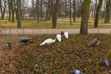 Bir grup renkli tavus kuşu Varşova 'daki Lazienki Parkı' nda özgürce dolaşırken güvercinler de doğayı, vahşi yaşamı ve Polonya zarafetini bir çerçevede harmanlıyor..