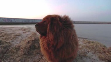 Muhteşem kırmızı Tibet Mastiff, altın saat boyunca sakin bir plajda duruyor. Yoğun ceketi, hafif dalgalar içeri girerken ılık ışığı yakalıyor. Huzurlu bir kış manzarası yaratıyor..
