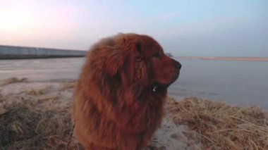 Ocak ayının sakin bir günbatımında, zengin kırmızı paltolu Tibetli bir Mastiff sakin sahili inceliyor, altın ışık zarif denize karşı görkemli varlığını artırıyor..