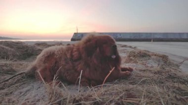 Sade Tibetli bir Mastiff, koyu kırmızı kürkü, kumlu bir sahilde altın saatinde duruyor, yumuşak dalgalar ve ılık renkler sakin bir kış atmosferi yaratıyor..