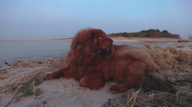 Güneş batarken, kırmızı kaplamalı Tibetli bir Mastiff sakin bir şekilde, altın ışıkla aydınlatılan kalın kürkünü ve denizin yavaşça yakınlarda dolandığını gözlemler..