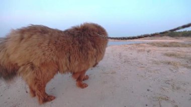 Altın saatin yumuşak parıltısında, canlı kırmızı paltolu görkemli Tibet Mastiff sakin bir sahilde, sakin bir deniz ve ılık bir ışıkta durmakta..