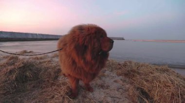 Tibetli bir Mastiff, altın saat boyunca sakin bir kumsalda duruyor, dingin deniz ve ılık gün batımı huzurlu bir kış tablosu yaratıyor..