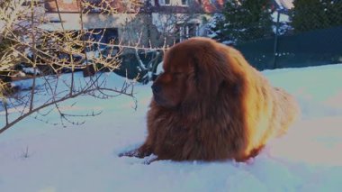 Büyük kırmızı Tibet Mastiff, özel bir bahçede kar üzerinde yatar ve etrafı sakin bir şekilde gözlemektedir. Kalın kışlık palto ve heybetli duruş, koruyucu doğasını ön plana çıkarıyor..