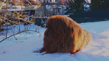 Zengin kırmızı paltolu güçlü Tibet Mastiff kış bahçesinde, odaklanmış ve korumacı bir şekilde yatıyor. Köpek, çevredeki sessiz bölgeyi tarar ve dikkatli bir koruyucu olarak geleneksel rolünü somutlaştırır..