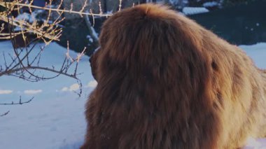 Yoğun kış kürklü kırmızı Tibet Mastiff 'i karlı bir bahçeye uzanmış, doğal koruyucu içgüdülerine göre etrafı sessizce izliyor ve koruyor..