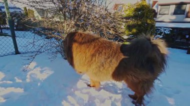 Görkemli kırmızı Tibet Mastiff, yoğun kış kürkü ile evinin bahçesinde devriye geziyor, karlar içinde yürüyor ve bölgeyi tarıyor, tamamen koruyucu rolüne dalmış..