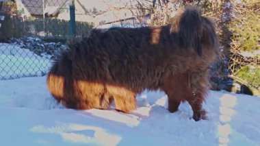 Kendinden emin ve sakin bir şekilde, kırmızı kaplamalı Tibet Mastiff, karlı bir arka bahçede geziniyor ve bölgesini dikkatle izliyor. Kışın dalgalanan kürk dalgalanmaları.