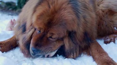 Yoğun, uzun kış kürküne sahip kırmızı Tibet Mastiff, kar üzerinde sakince çiğ et (BARF diyeti) yer..