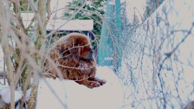 Kardan bir battaniyeye uzanmış, görkemli kırmızı Mastiff dikkatle izliyor, uzun kürkü kış sahnesine karışıyor, araziyi güç ve asaletle koruyor..