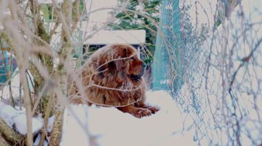 Kırmızı kaplamalı Tibet Mastiff karlı bir bahçede, gözleri keskin ve kulakları açık, bölgeyi sessizlik içinde tarıyor, doğal olarak evin koruyucusu olarak içgüdülerini yerine getiriyor..
