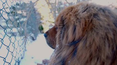Yoğun kış kürklü güçlü kırmızı Tibet Mastiff 'i taze karın üzerinde uzanıyor. Etrafı sessizce izliyor ve sakin tavırları ve odaklanmasıyla bölgeyi koruyor..
