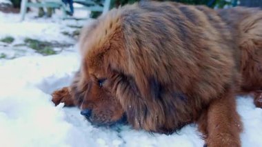 Görkemli yetişkin kırmızı Mastiff karda yatıyor, sakin, çitli bir bahçede çiğ et çiğniyor. BARF kış ışığında besleniyor, kürk mevsimsel kalınlıkla parlıyor.
