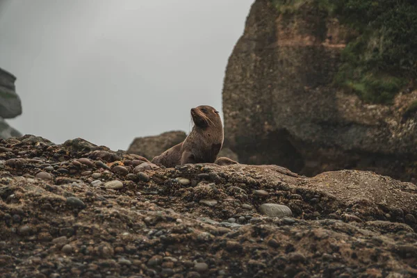 Тюлени Отдыхают Острове — стоковое фото