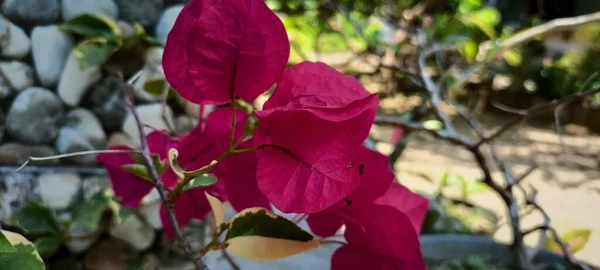 Красива Квітка Бугенвіля Взята Під Прямий Кут — стокове фото