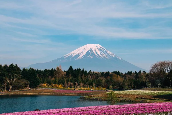 Mount Fuji and flower fields