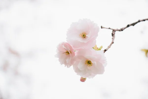 Цветы Цветущие Весной — стоковое фото