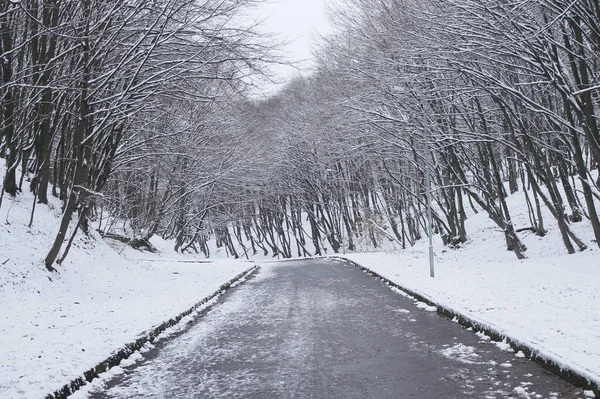 Empty forest road in winter stock photo