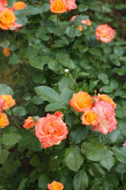 Minyatür gül çeşitleri Küçük Günbatımı 