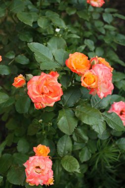 Minyatür gül çeşitleri Küçük Günbatımı 