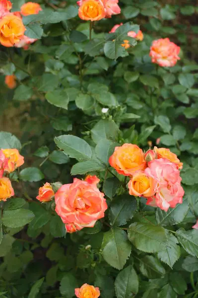 Minyatür gül çeşitleri Küçük Günbatımı 