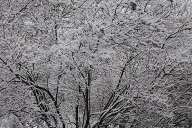 Kışın kar ağaçlar üzerinde 