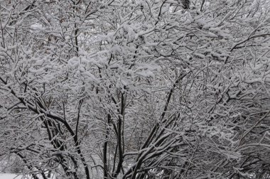 Kışın kar ağaçlar üzerinde 