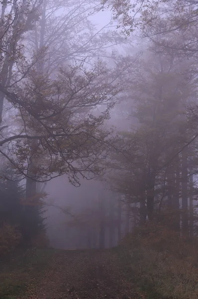 Mglisty Poranek Poranek Lesie Las Mgle Forest Fog — стоковое фото