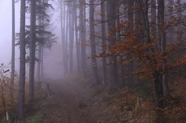 Мгла Лесу Лес Тумане — стоковое фото