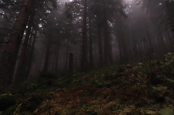 Las Mgle Forest Fog — стоковое фото