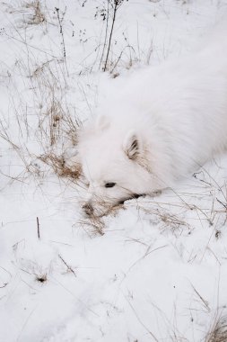 Samosted dog in the Snow