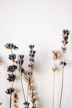 kuru beyaz ve mor lavanta