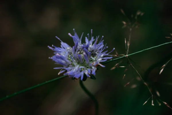 Flor Azul Cerca — Foto de Stock