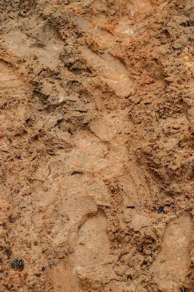 湿沙中的脚印 — 图库照片
