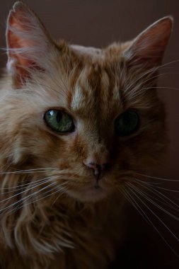 Kızıl bir kedinin yüzü. Yaklaş.