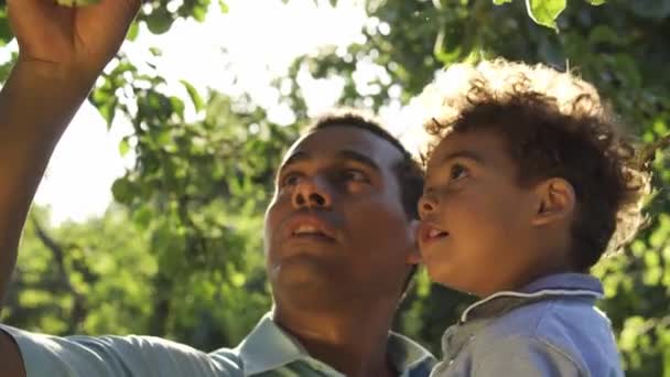Baba Küçük Çocuğu Elinde Tutuyor Ağaçta Elma Gösteriyor Çocuklar Konuşuyor — Stok video