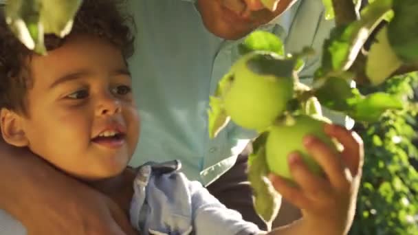 Sevimli Çocuk Babaya Ağaçlardan Elma Toplamada Yardım Ediyor Çocuk Meyveleri — Stok video
