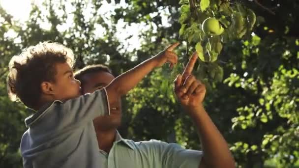 Biracial Father Showing Little Curly Haired Son How Apples Growing — Stock Video