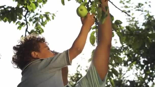 Little Kid Picking Fresh Green Apples Tree Sitting Fathers Hand — Stock Video