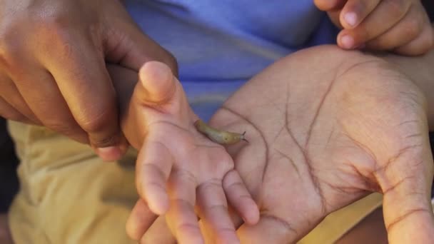 Elinde Salyangoz Tutan Küçük Bir Çocuk Şefkatli Bir Baba Çevreye — Stok video