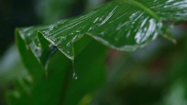 Kosta Rika 'da bir yağmur damlasında yeşil orman yaprağının yavaş yavaş yaklaşması yaprağın kenarına çarpıp dökülmesi.