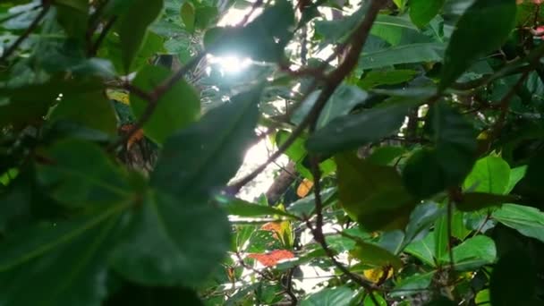 Slowmo Closeup Green Jungle Leaves Blurry Foreground Sun Rays Gleaming — Stock Video