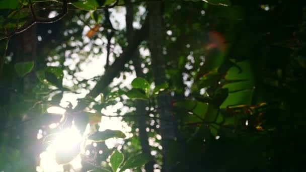 Pomalý Záběr Zelených Listů Džungle Rozmazanými Popředími Slunečními Paprsky Které — Stock video