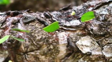 Yaprak kesen karıncaların geniş bir tropik ağaç dalı boyunca yaprak parçaları taşıdığı detaylı bir çekim.