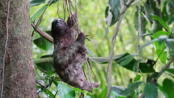 Faultier Klettert Vor Verschwommenem Hintergrund Einen Dschungel Baum Costa Rica — Stockvideo