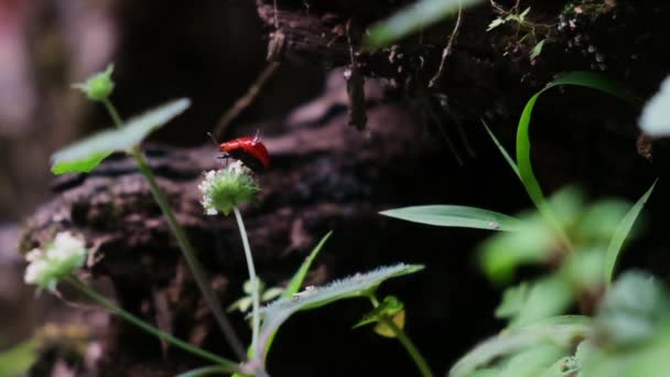 Kırmızı Böcek Ormanın Arka Planındaki Bulanık Beyaz Çiçekten Uzaklaşmaya Başlıyor — Stok video